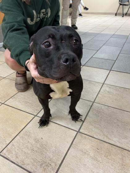 177893 Firefly (Off Site Foster)
