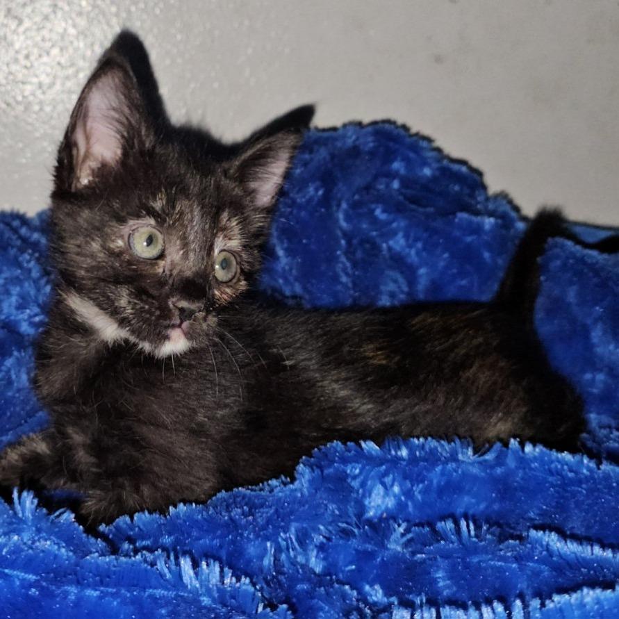 Enlarge Daisy Duke, a Adoptable Domestic Short Hair in Houston, TX image 1/3