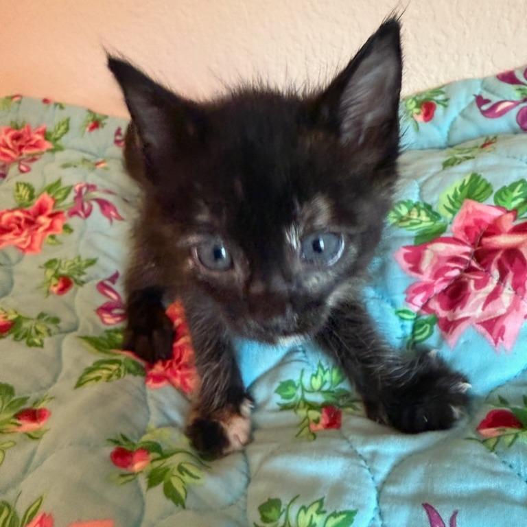 Enlarge Daisy Duke, a Adoptable Domestic Short Hair in Houston, TX image 2/3