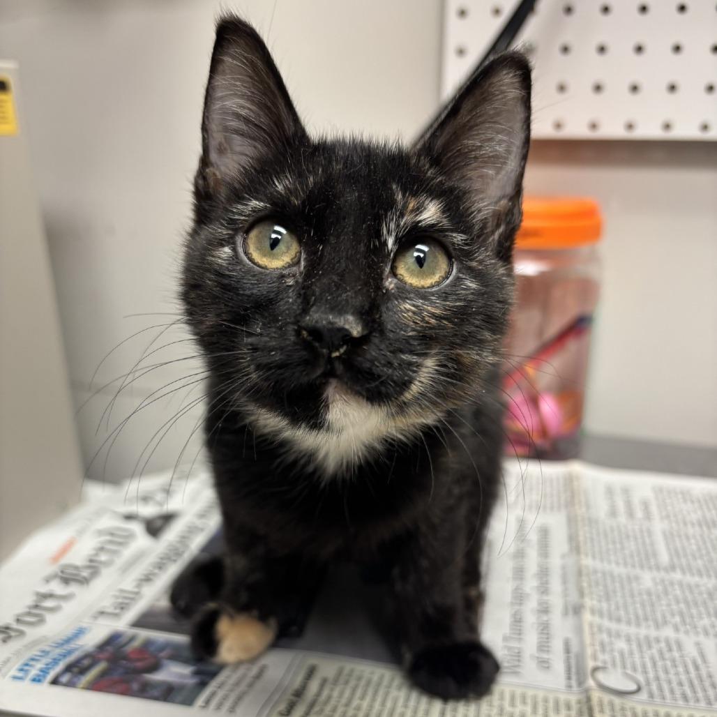 Enlarge Daisy Duke, a Adoptable Domestic Short Hair in Houston, TX image 3/6