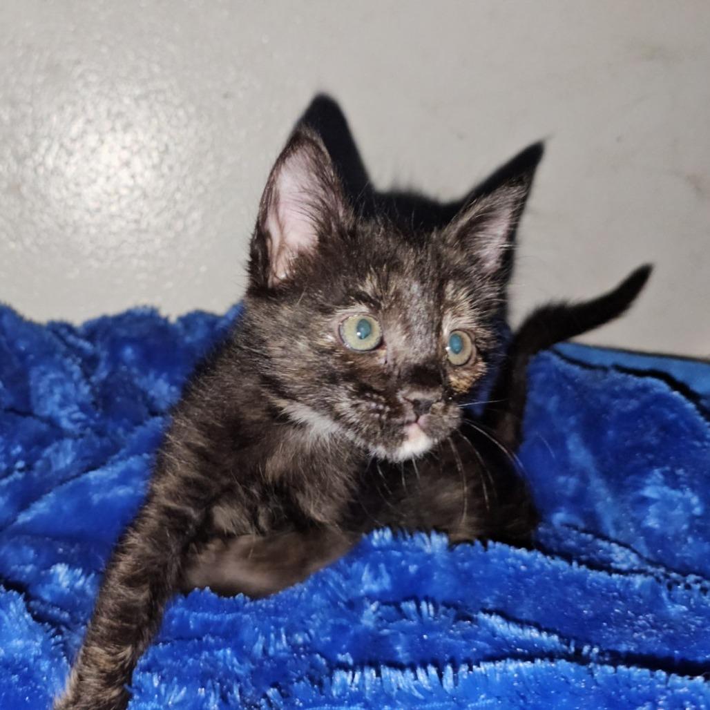 Enlarge Daisy Duke, a Adoptable Domestic Short Hair in Houston, TX image 3/3