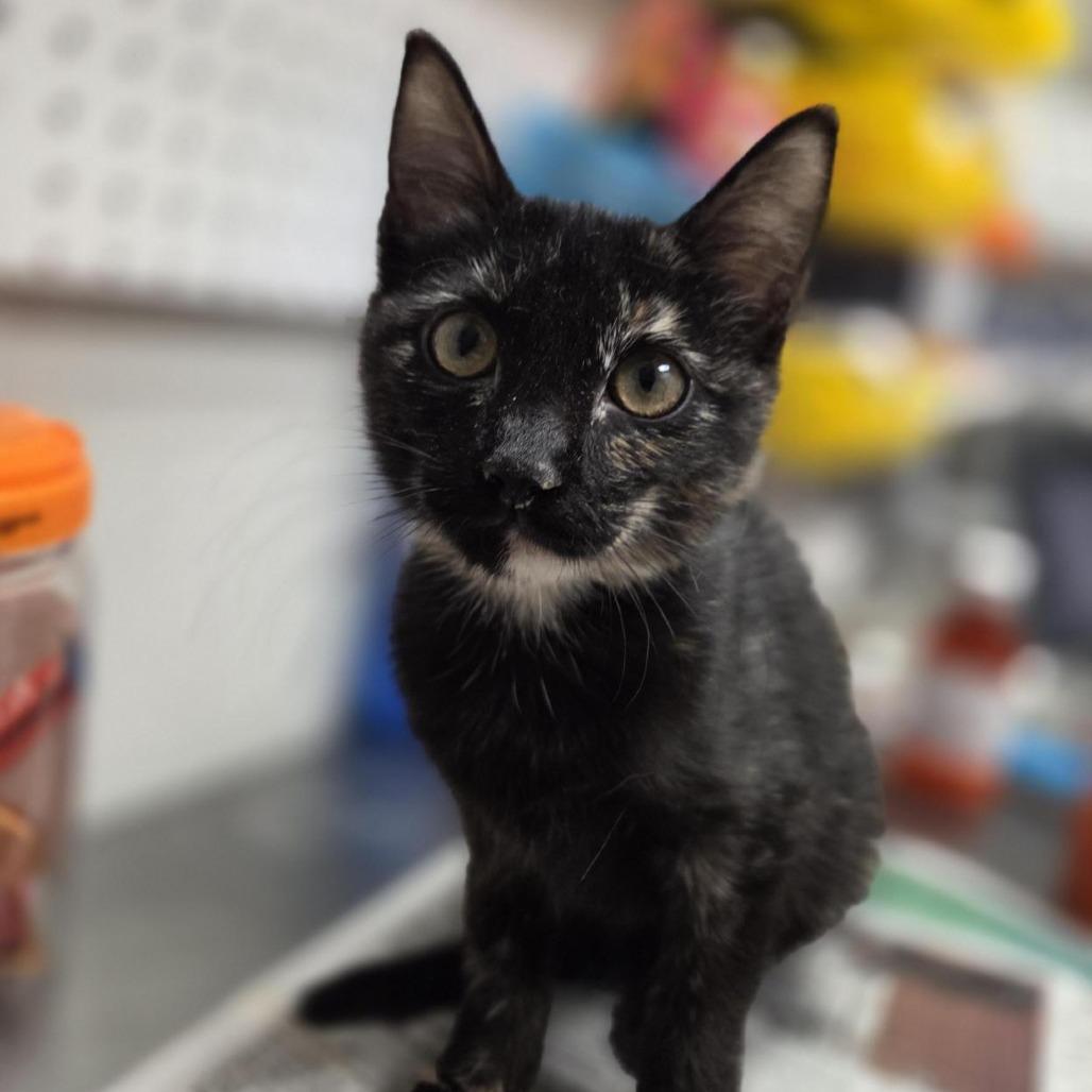 Enlarge Daisy Duke, a Adoptable Domestic Short Hair in Houston, TX image 5/6