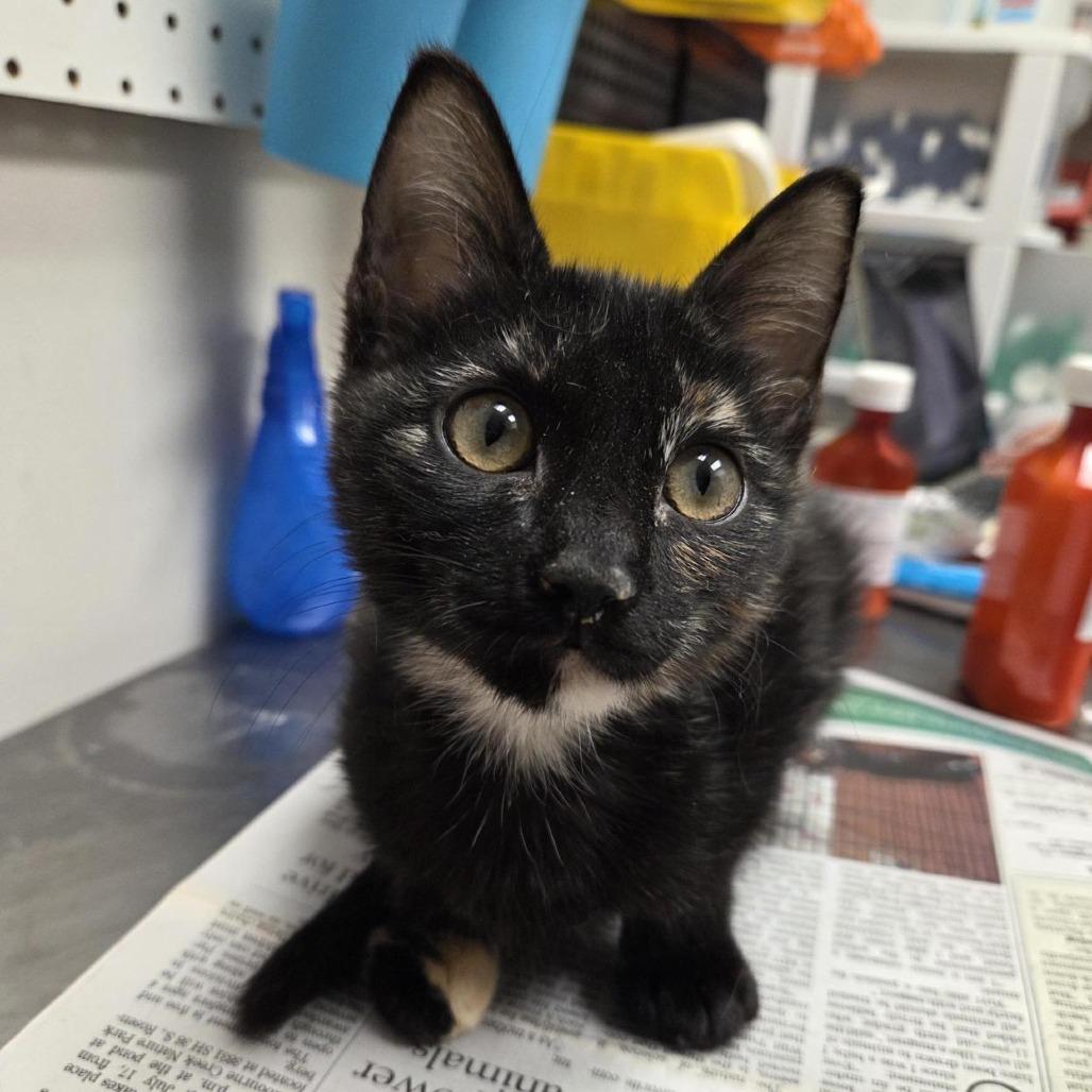 Enlarge Daisy Duke, a Adoptable Domestic Short Hair in Houston, TX image 6/6