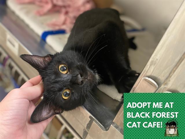 CAROL, Adoptable, Young Female Domestic Short Hair.