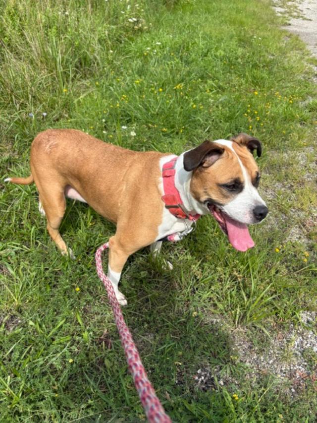 Enlarge Lilliana - Courtesy Listing, a Adoptable Terrier in Rootstown, OH image 1/3
