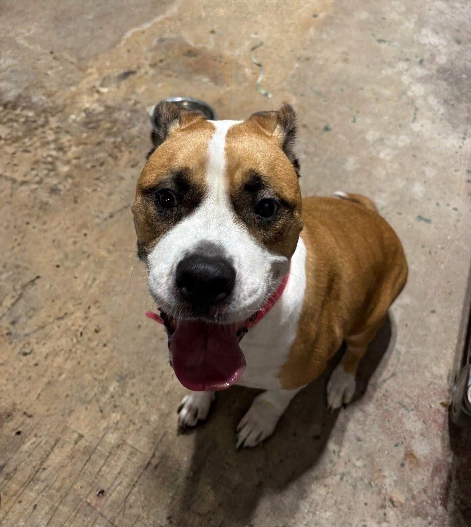Enlarge Lilliana - Courtesy Listing, a Adoptable Terrier in Rootstown, OH image 2/3