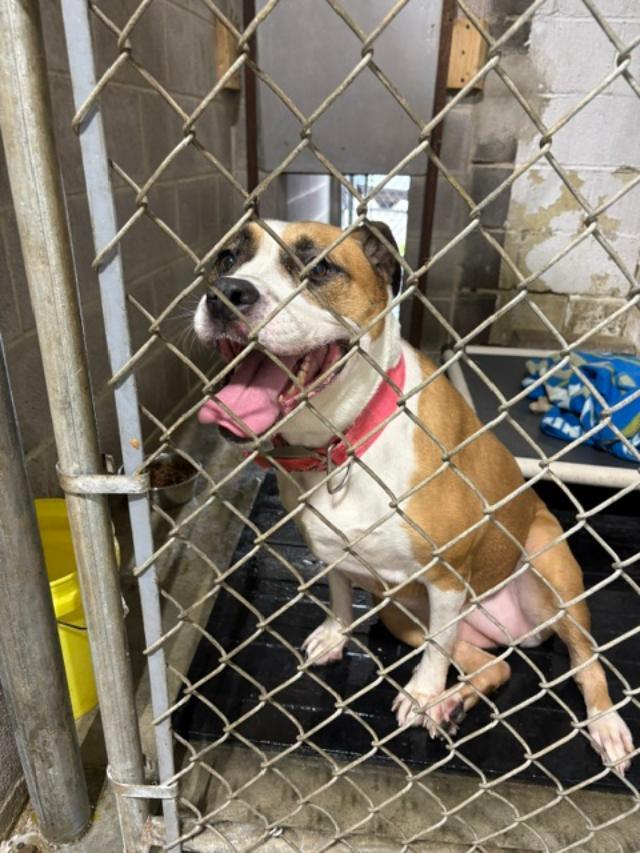 Enlarge Lilliana - Courtesy Listing, a Adoptable Terrier in Rootstown, OH image 3/3