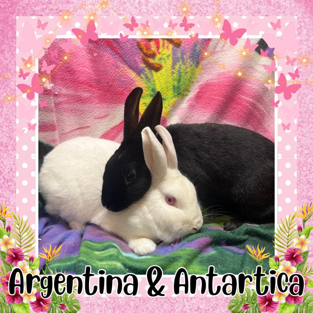 Enlarge Argentina, a Adoptable Bunny Rabbit in Elizabethtown, KY image 1/4