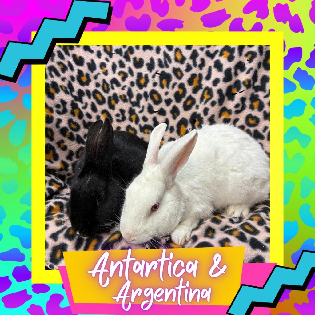 Argentina, Adoptable, Young Female Bunny Rabbit.