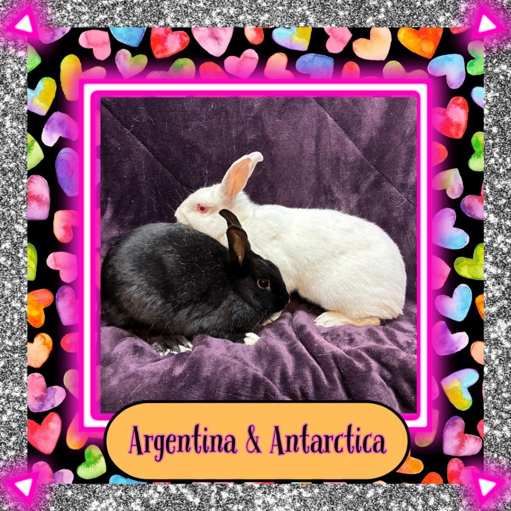 Enlarge Argentina, a Adoptable Bunny Rabbit in Elizabethtown, KY image 3/3