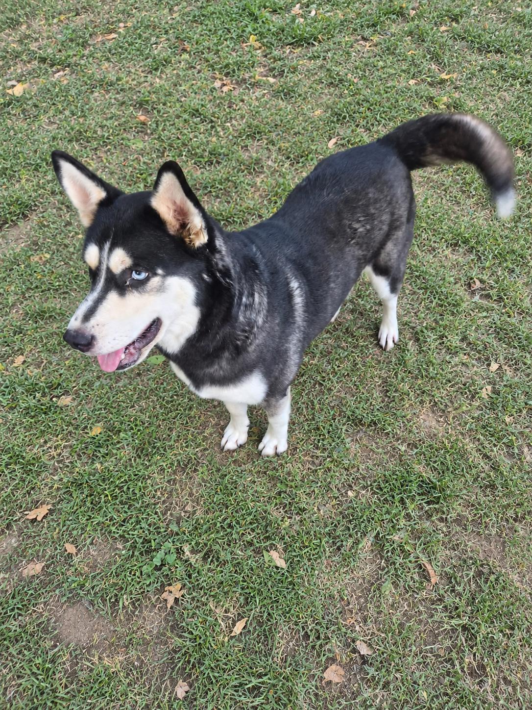 Enlarge Celeste, a Adoptable mixed breed in Cheektowaga, NY image 2/2