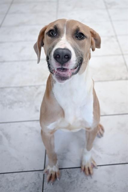 BUDDY, Adoptable, Young Male Great Dane & Mixed Breed.