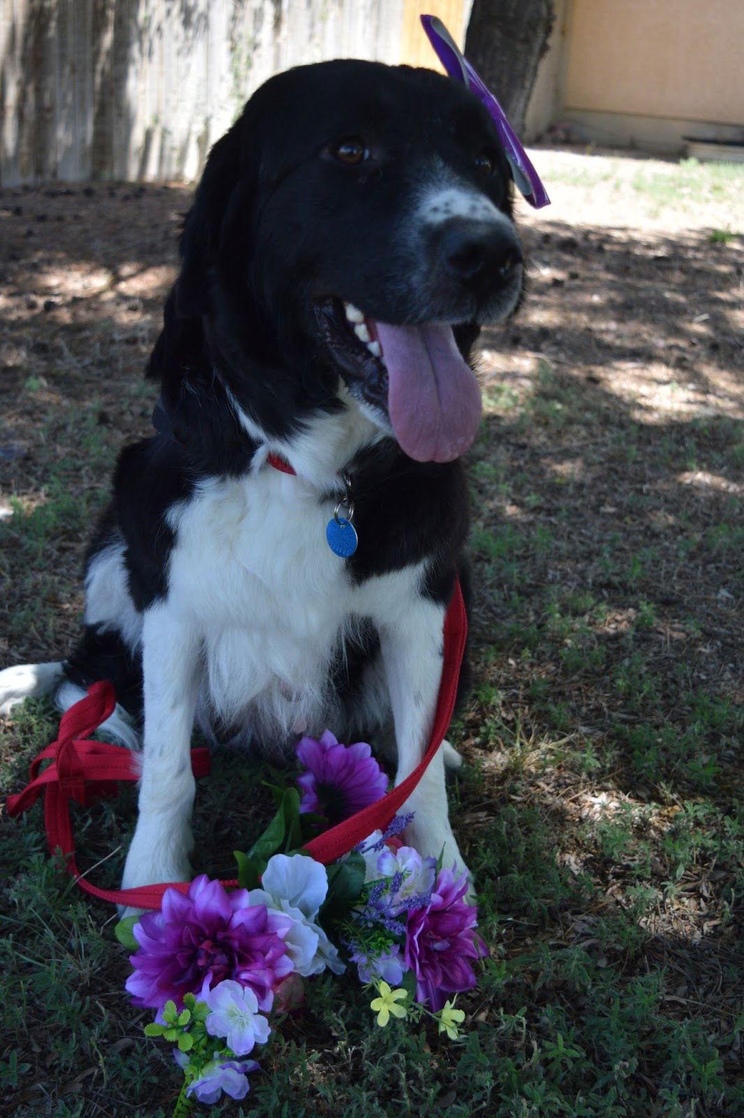 Enlarge Mama Adele, a Adopted mixed breed in Pueblo West, CO image 1/2