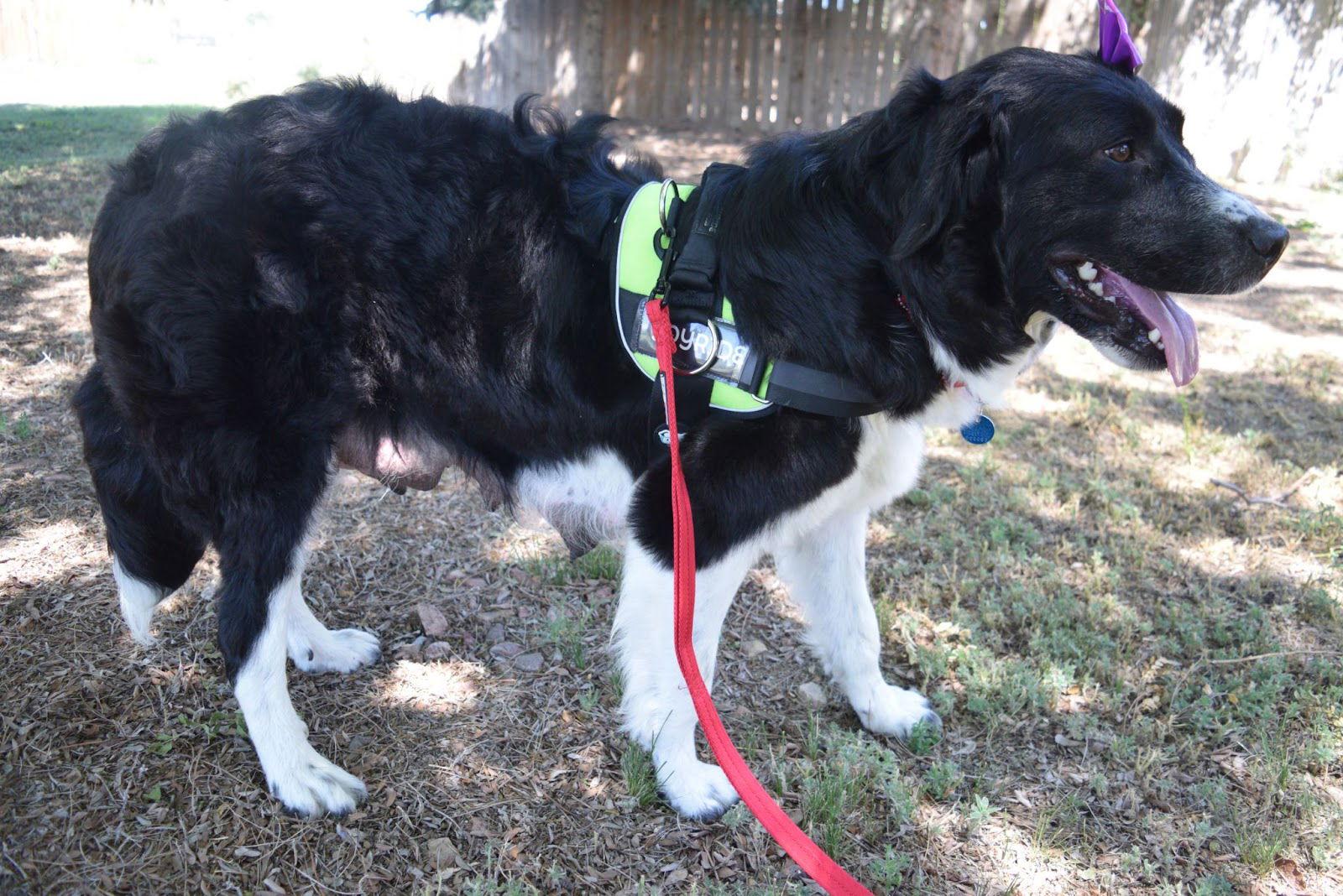 Enlarge Mama Adele, a Adopted mixed breed in Pueblo West, CO image 2/2