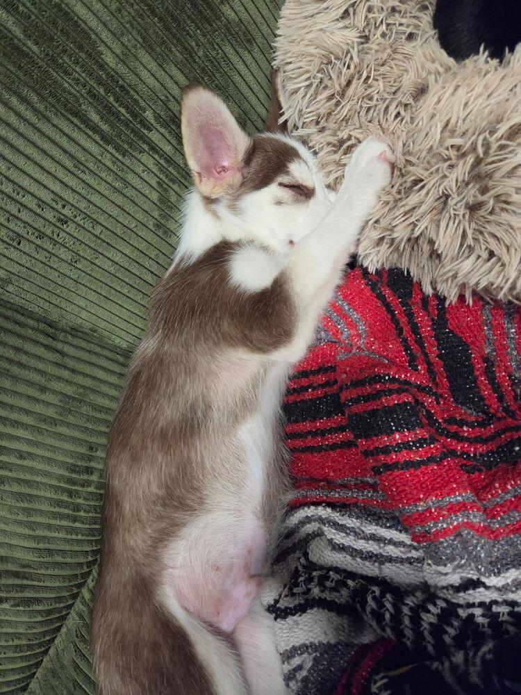 Harley, Adoptable, Puppy Male Husky & Dachshund.