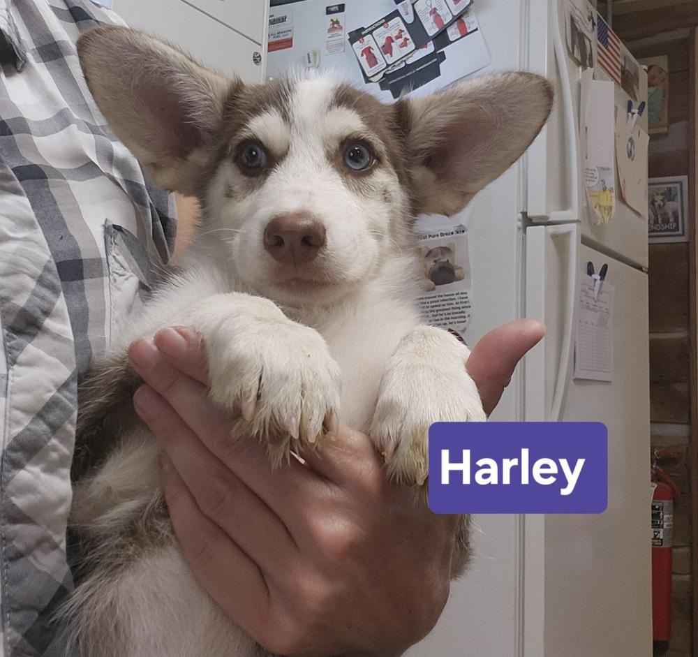 Enlarge Harley, a Adoptable mixed breed in East Greenville, PA image 4/6