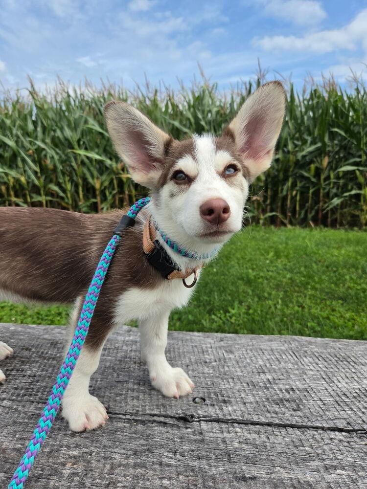 Enlarge Harley, a Adoptable mixed breed in East Greenville, PA image 6/6