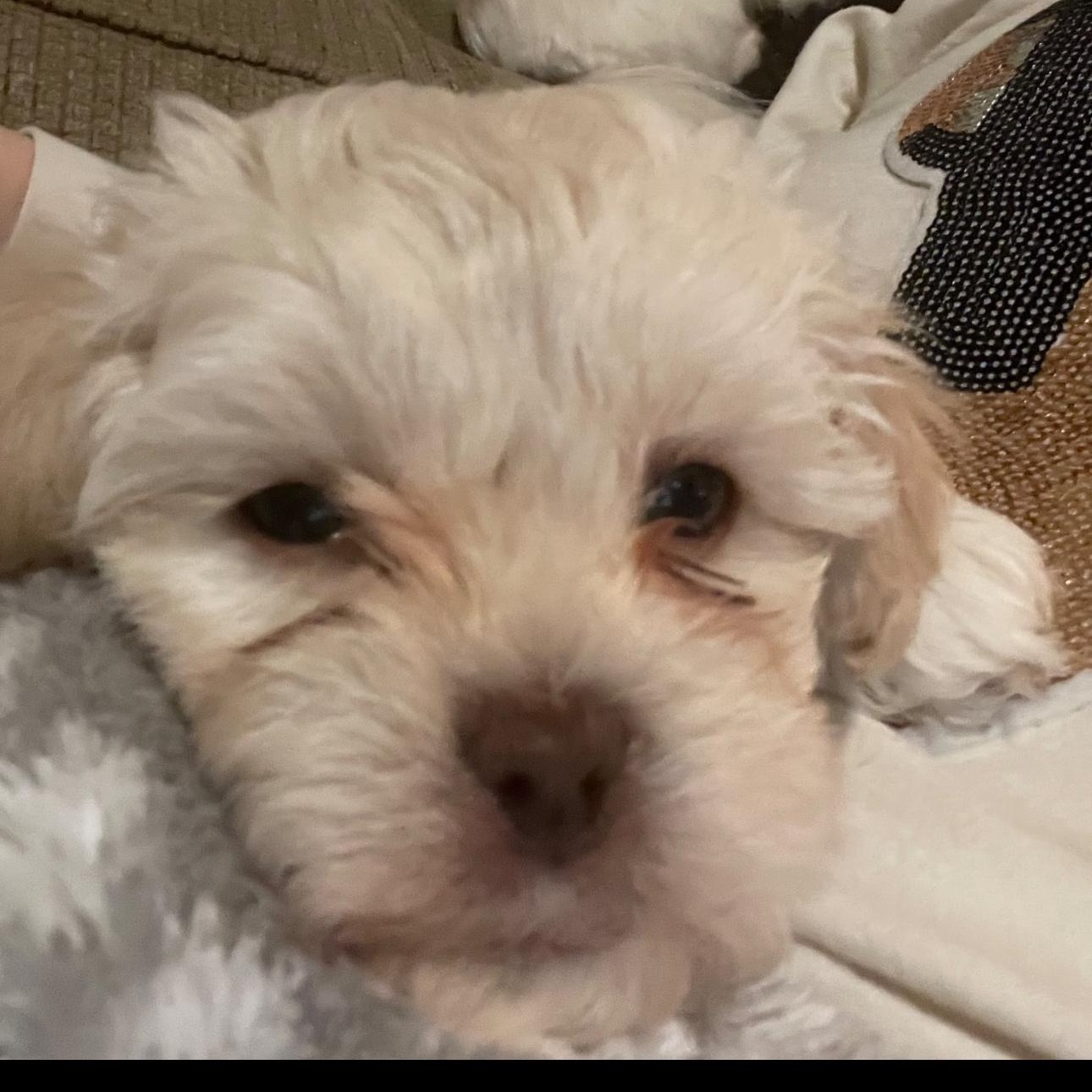 Enlarge 2119 Yumi, an adopted Shih Tzu in Springfield, MO image 1/1