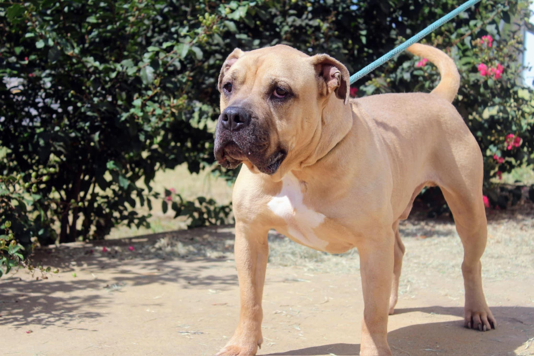 Huck, Adoptable, Adult Male American Staffordshire Terrier.