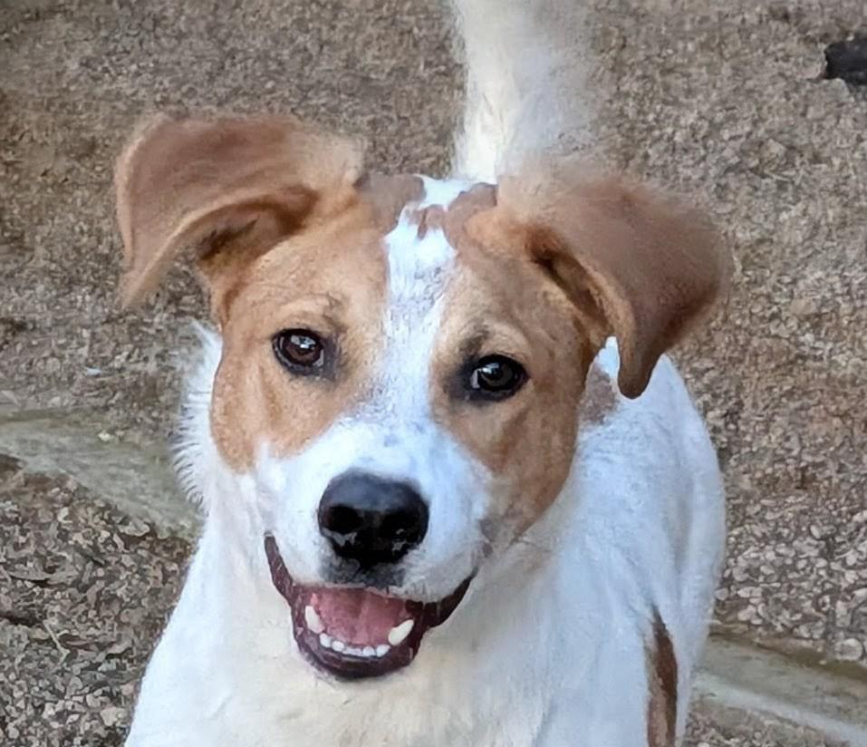 Luka A214018, an adoptable mixed breed in Plano, TX image 1/5