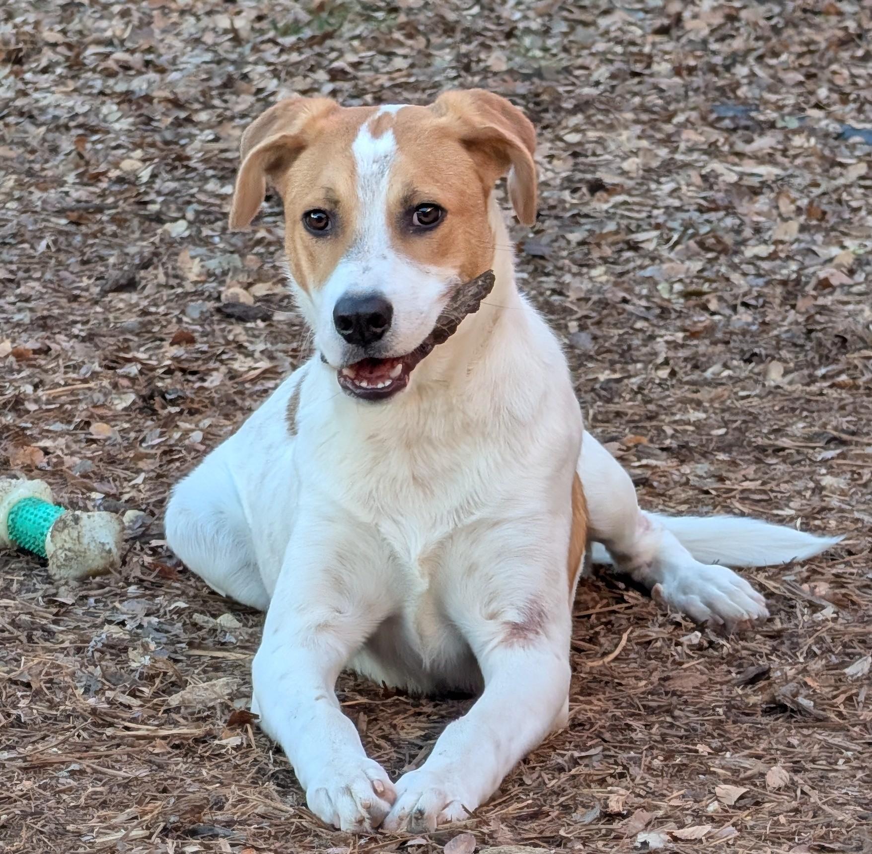 Luka A214018, an adoptable mixed breed in Plano, TX image 2/5