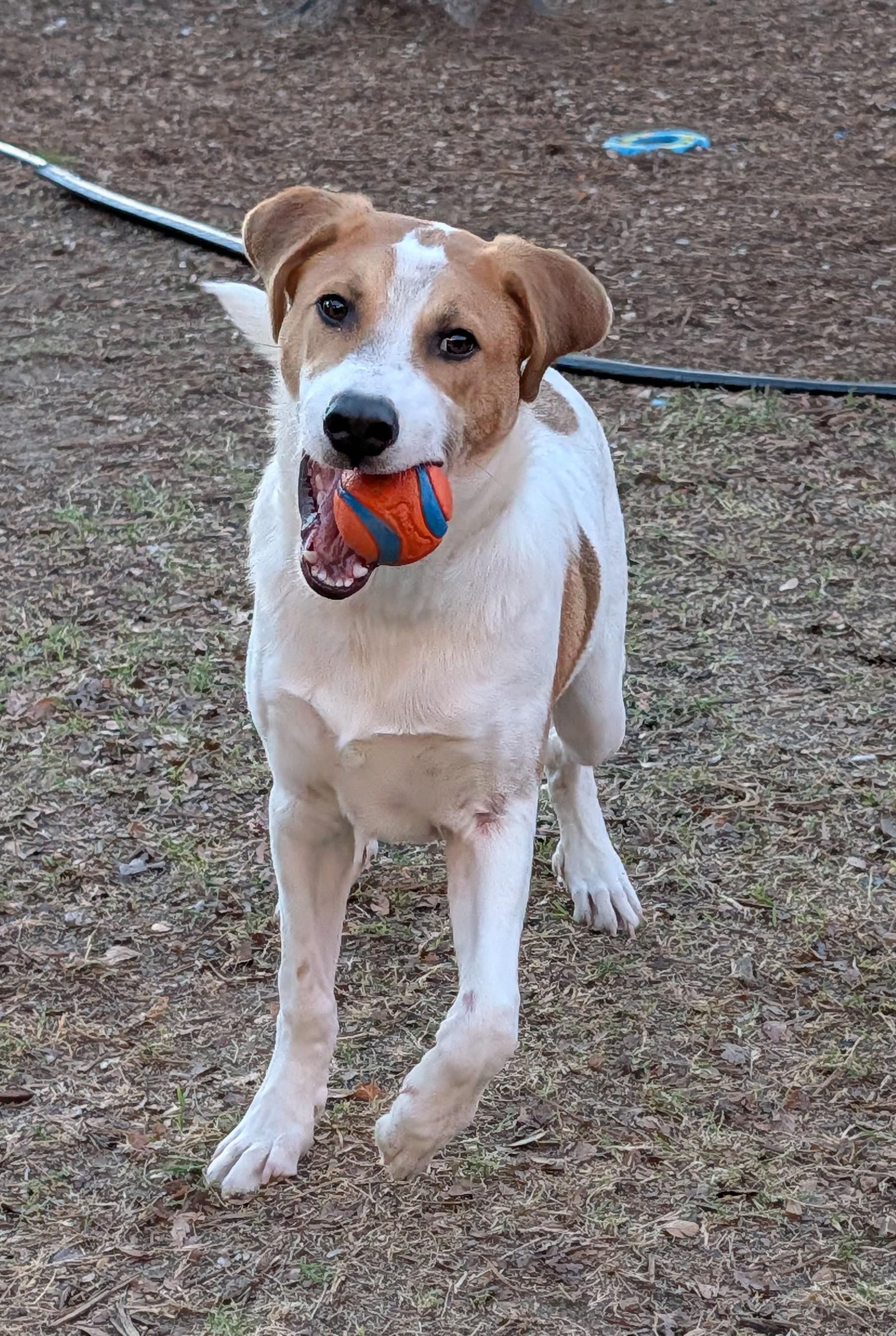 Luka A214018, an adoptable mixed breed in Plano, TX image 3/5