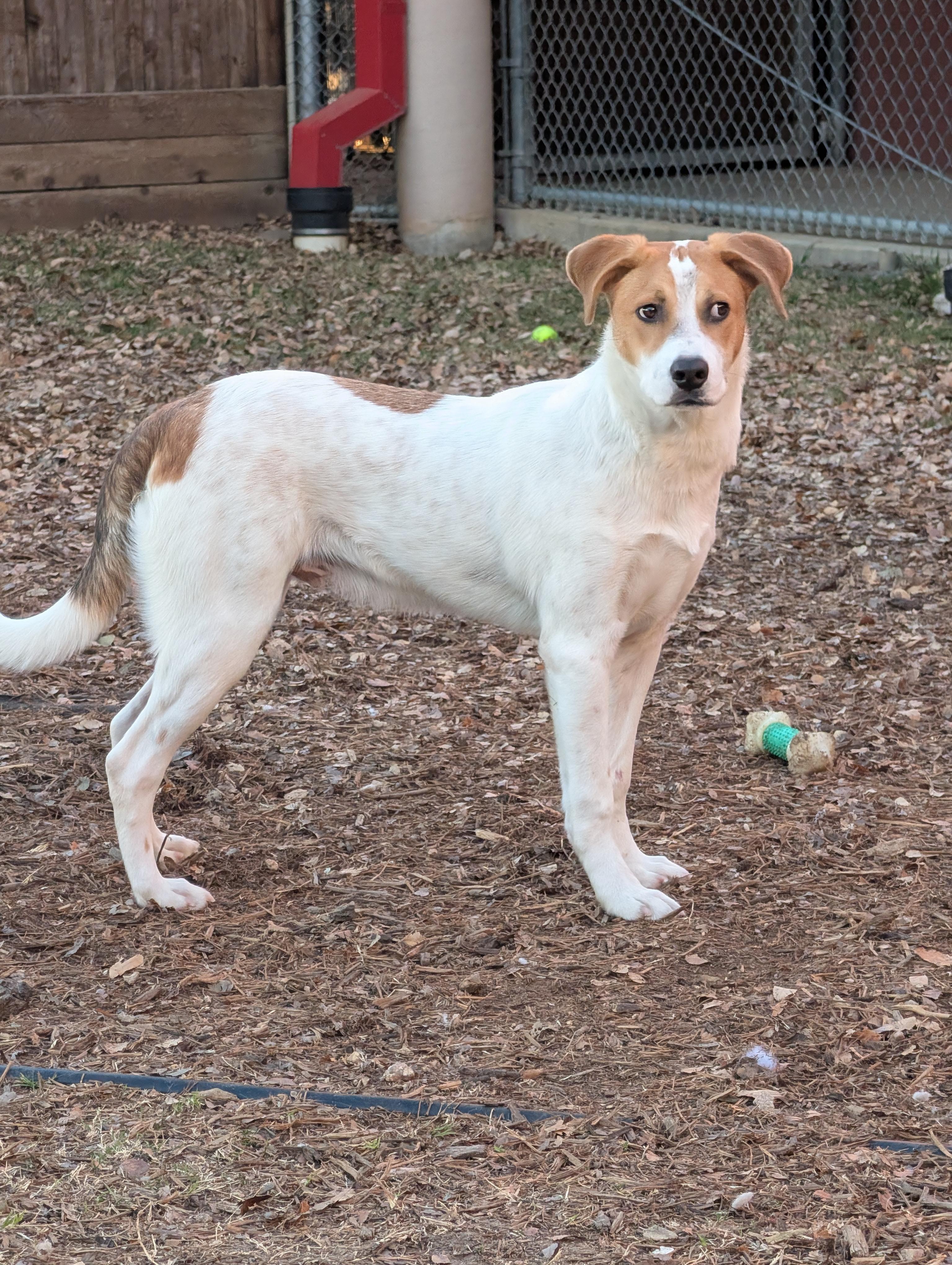 Luka A214018, an adoptable mixed breed in Plano, TX image 4/5