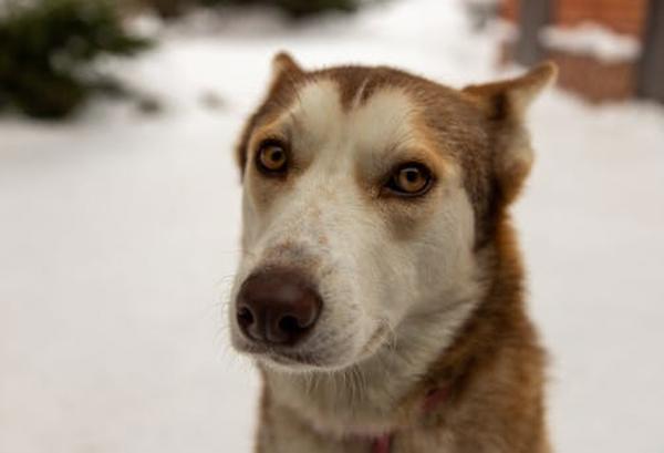 Enlarge Isla, a Adoptable mixed breed in Burnaby, BC image 1/1