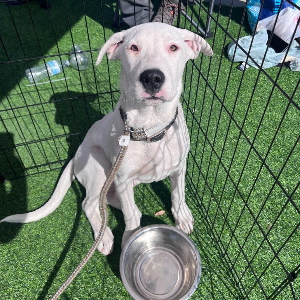 Enlarge Glacier, a Adoptable Mixed Breed in Waco, TX image 1/2