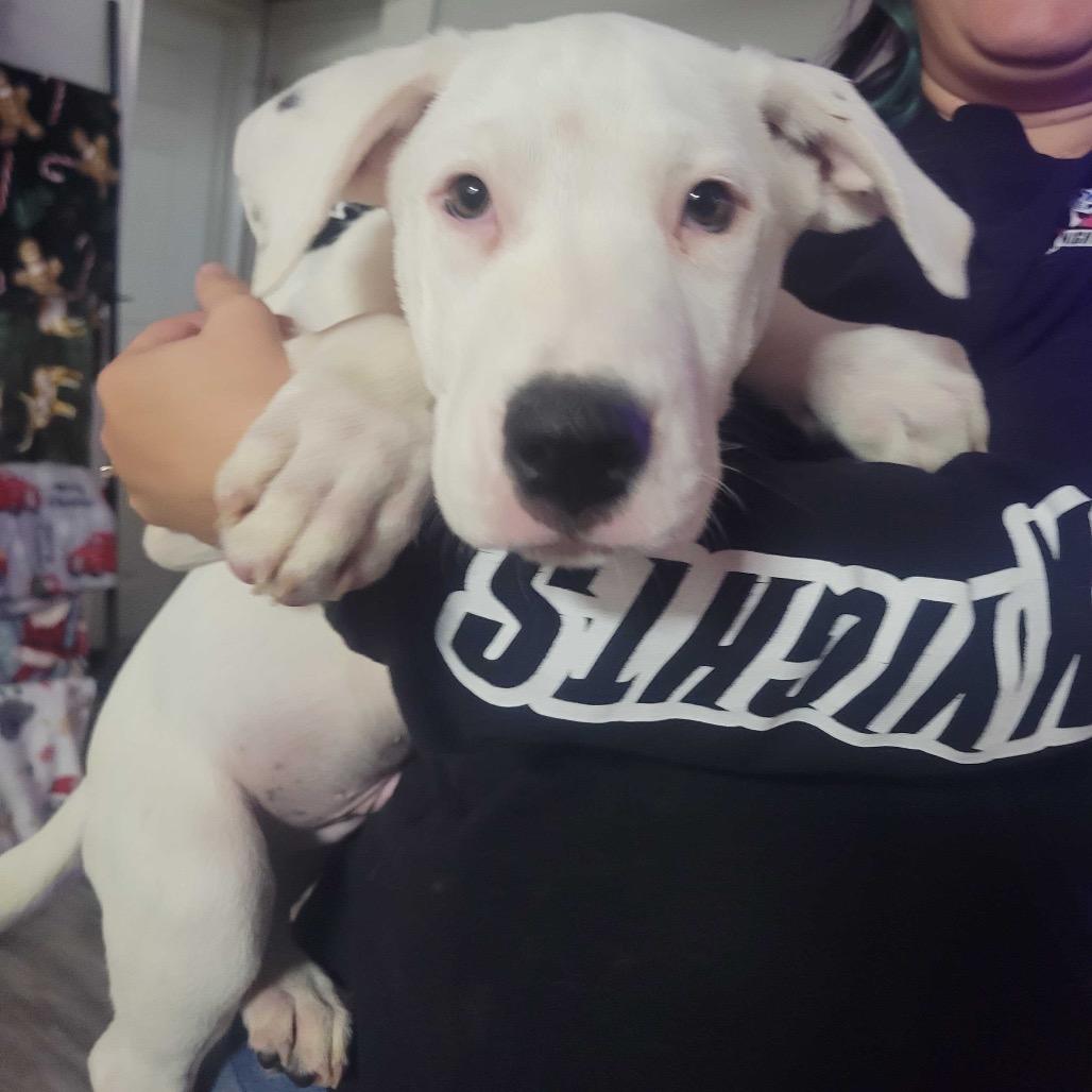 Enlarge Glacier, a Adoptable Mixed Breed in Waco, TX image 1/1