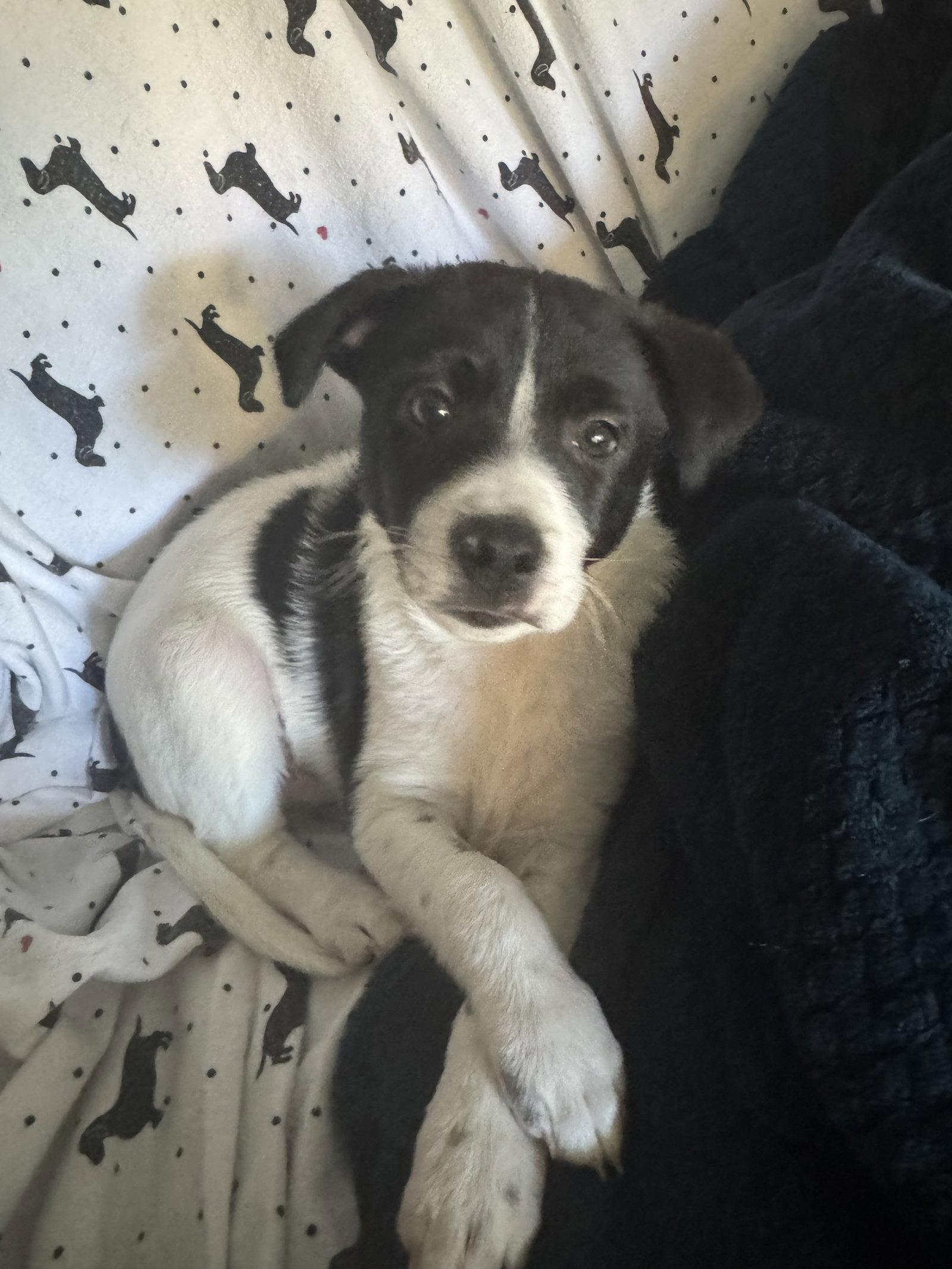 Enlarge Inky, a Adoptable Terrier in Seattle, WA image 1/3
