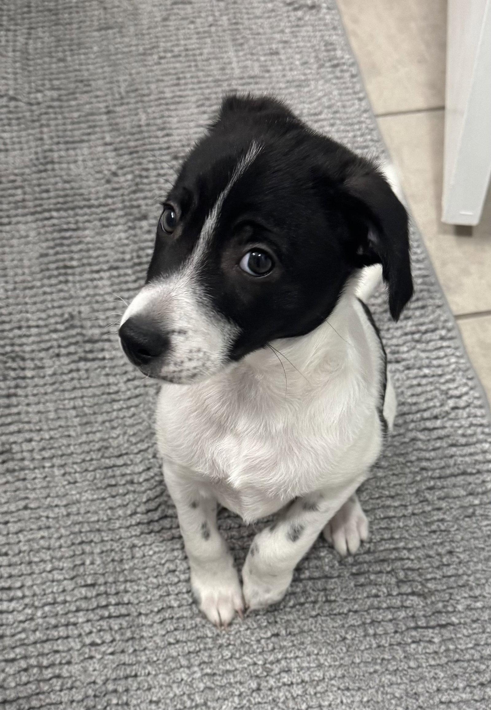 Enlarge Inky, a Adoptable Terrier in Seattle, WA image 2/3