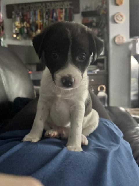 Enlarge Inky, a Adoptable Terrier in Seattle, WA image 3/3