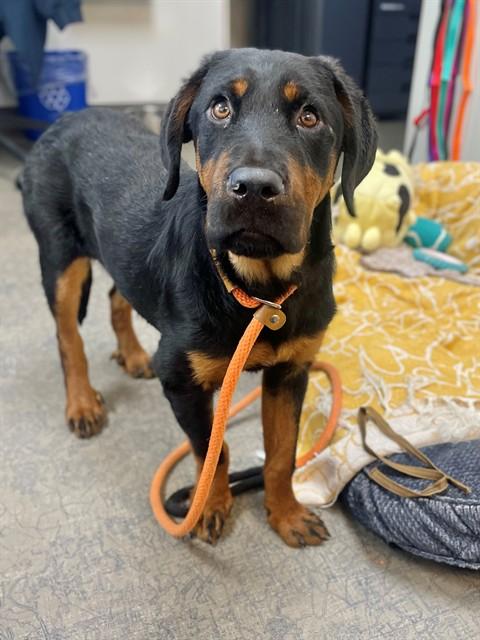 ARCHIE - ADOPTION PENDING, Adoptable, Young Male Rottweiler & Basset Hound.