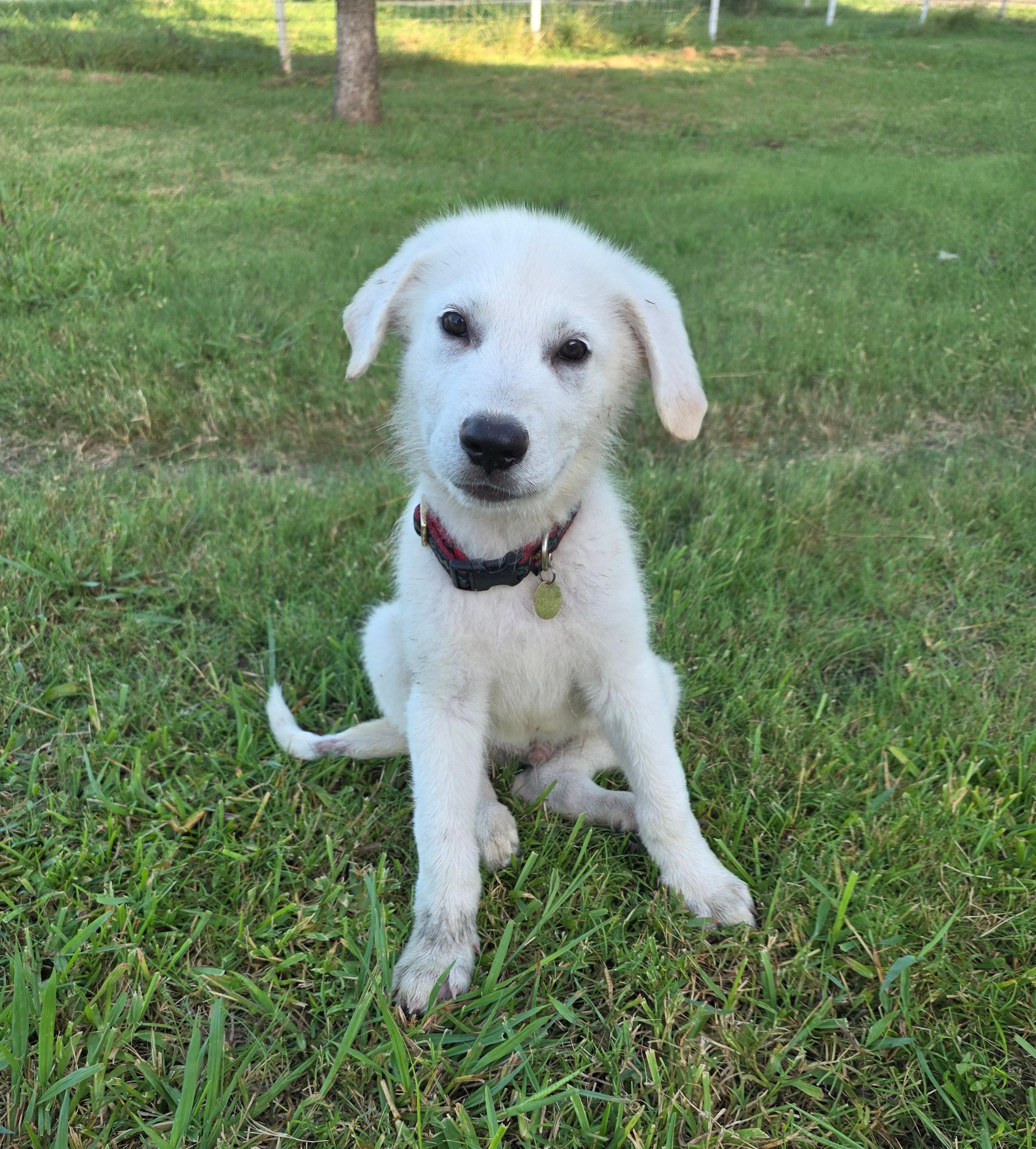 Gilligan, ADOPTABLE, Puppy Male Great Pyrenees.