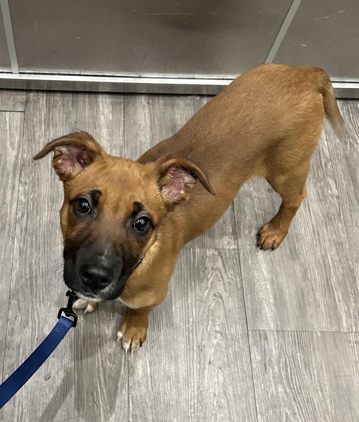Enlarge Foxy, an adopted mixed breed in Chester, SC image 3/5