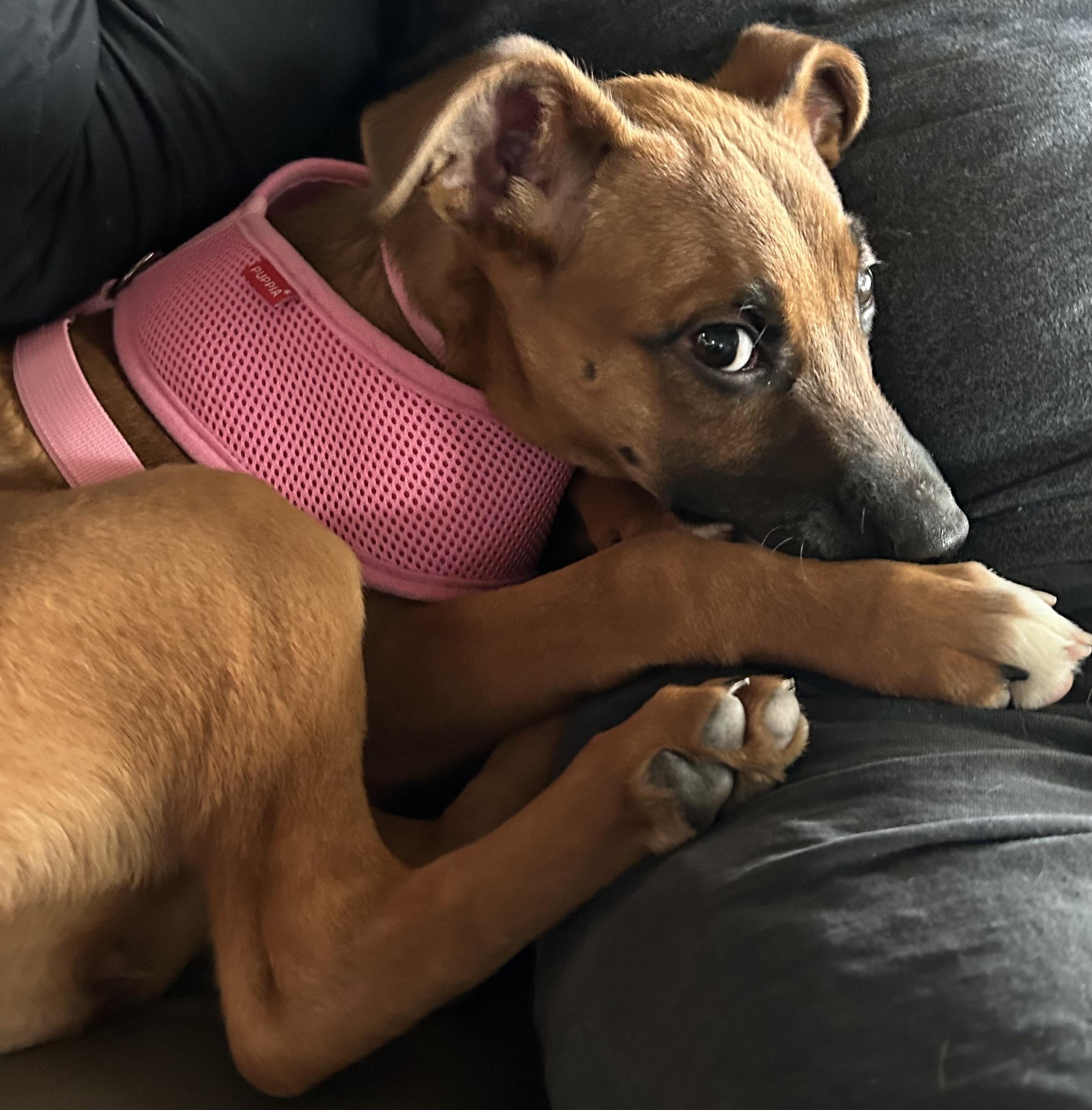 Foxy, adopted, Puppy Female Black Mouth Cur.