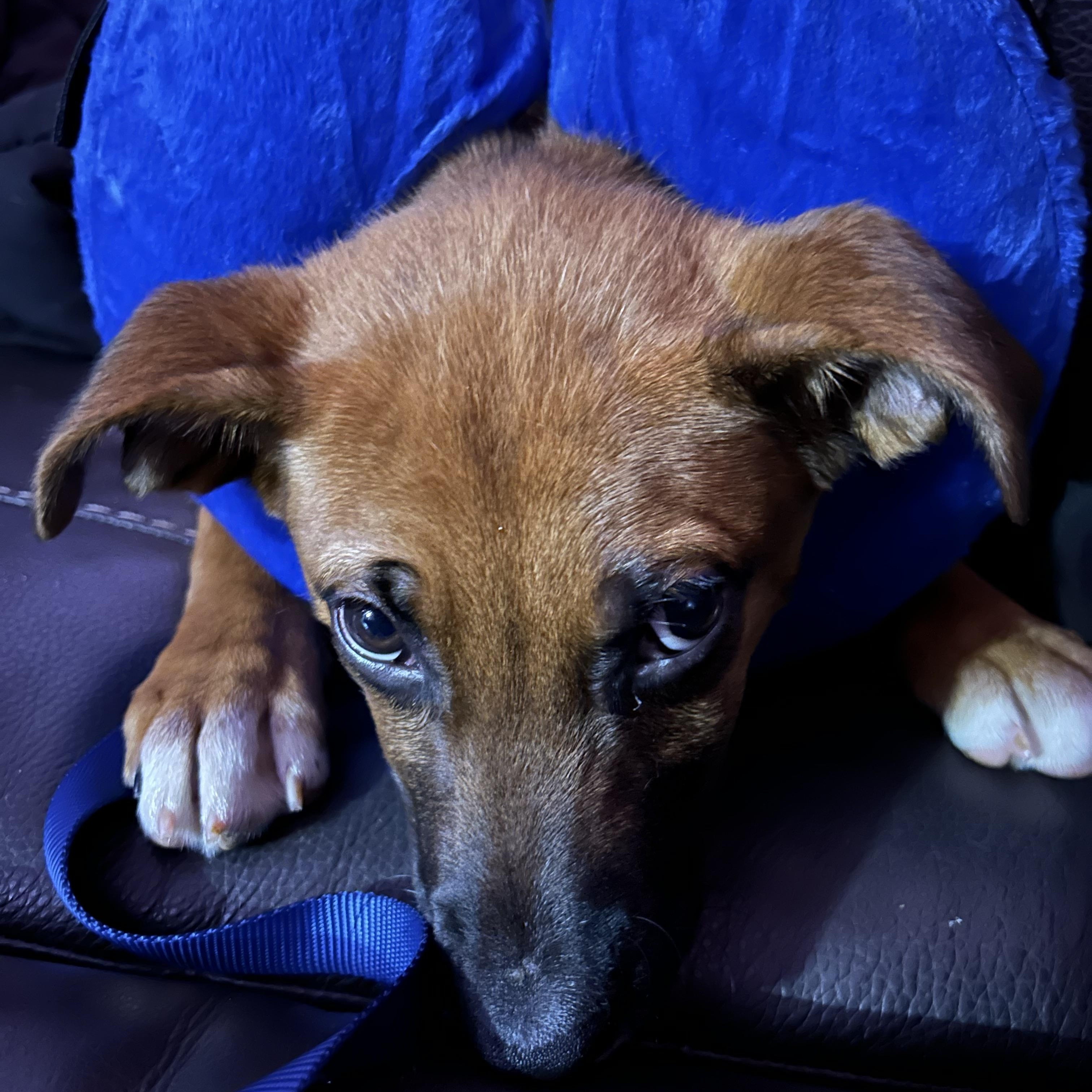 Enlarge Foxy, an adopted mixed breed in Chester, SC image 4/5
