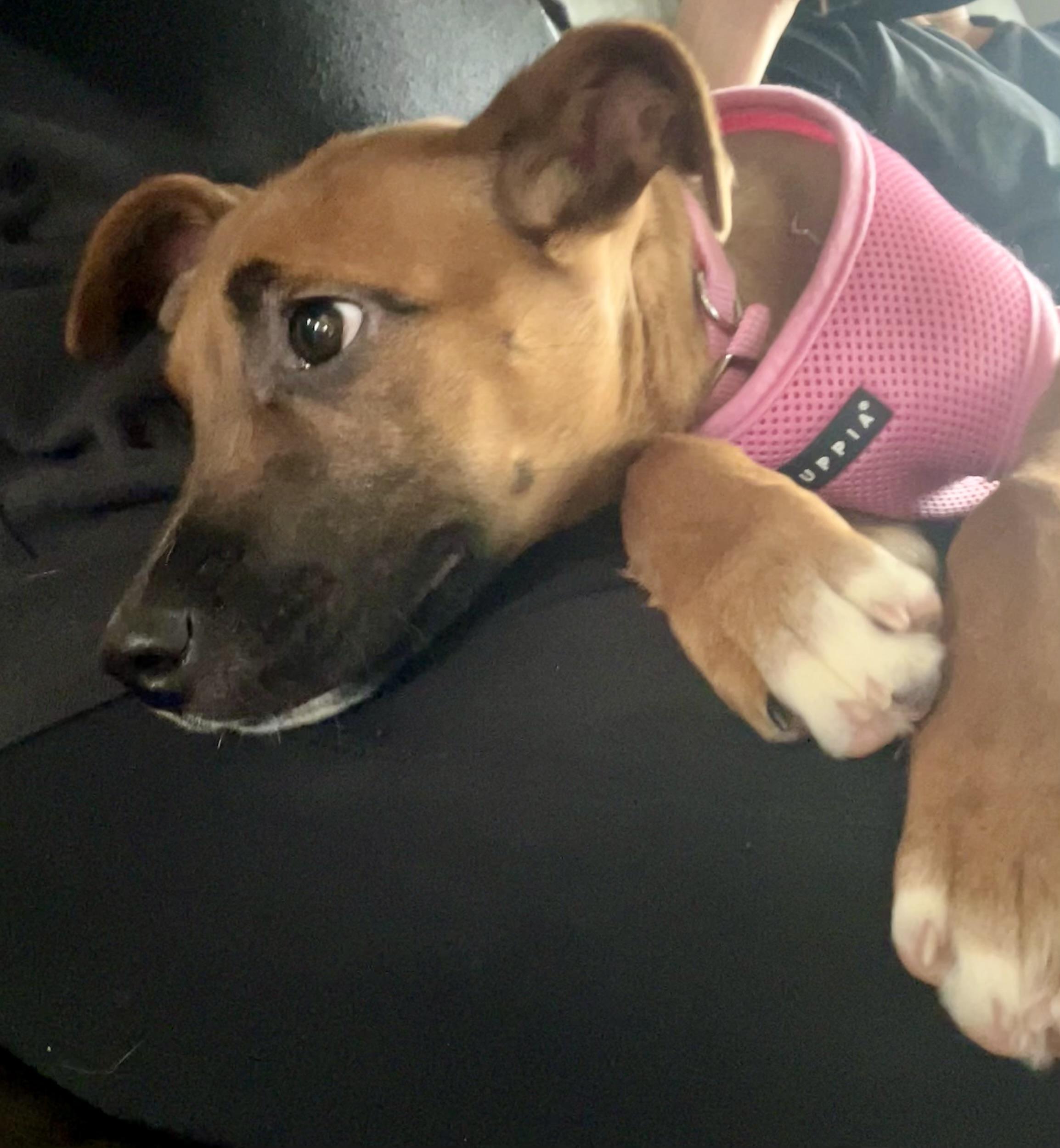 Enlarge Foxy, an adopted mixed breed in Chester, SC image 2/5