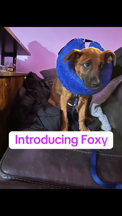 Enlarge Foxy, an adopted mixed breed in Chester, SC video 5/5