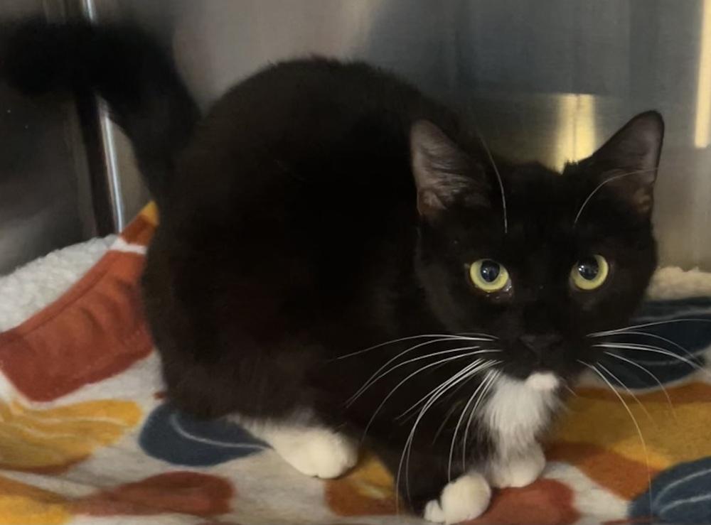 Isabella (FIV+), Adoptable, Adult Female Domestic Short Hair.