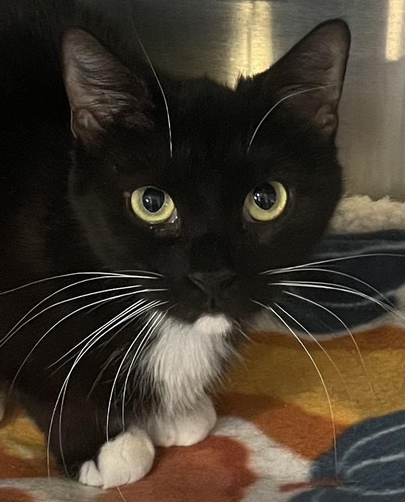 Enlarge Isabella (FIV+), a Adoptable mixed breed in Southbury, CT image 2/5