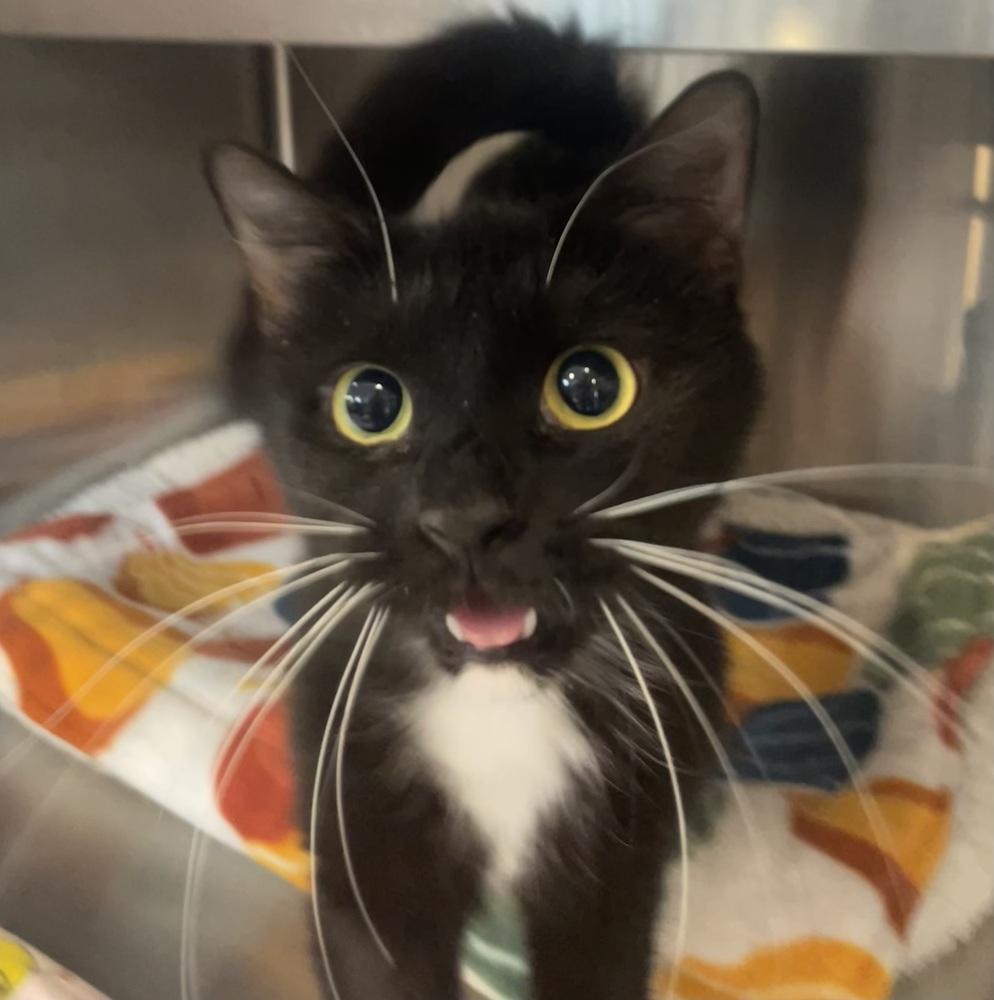 Enlarge Isabella (FIV+), a Adoptable mixed breed in Southbury, CT image 4/5