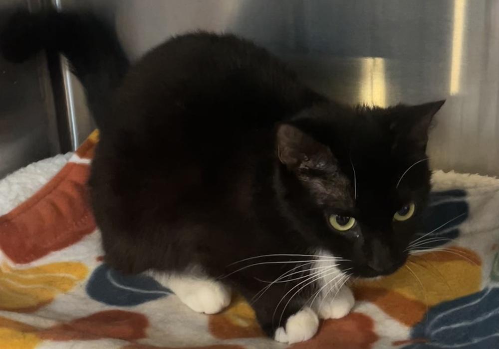 Enlarge Isabella (FIV+), a Adoptable mixed breed in Southbury, CT image 5/5