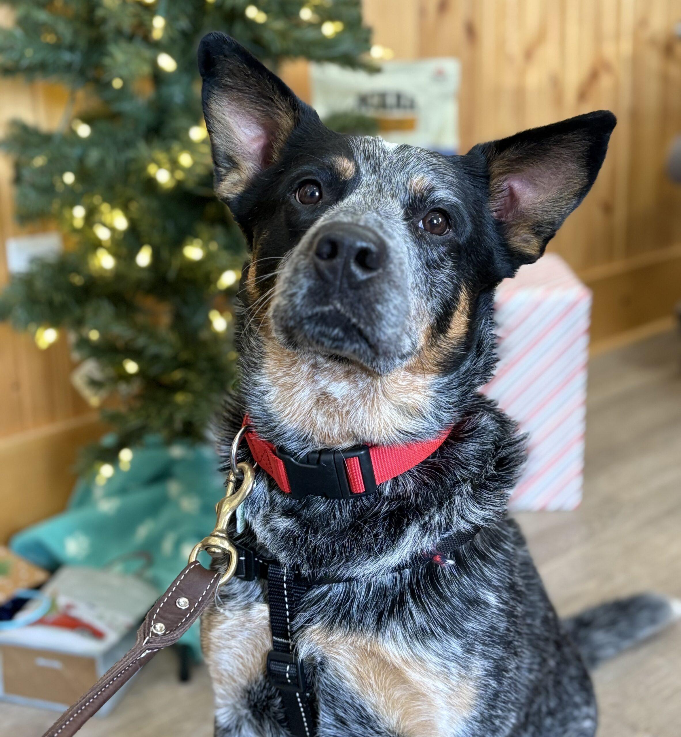 Remi, ADOPTABLE, Young Male Australian Cattle Dog / Blue Heeler.