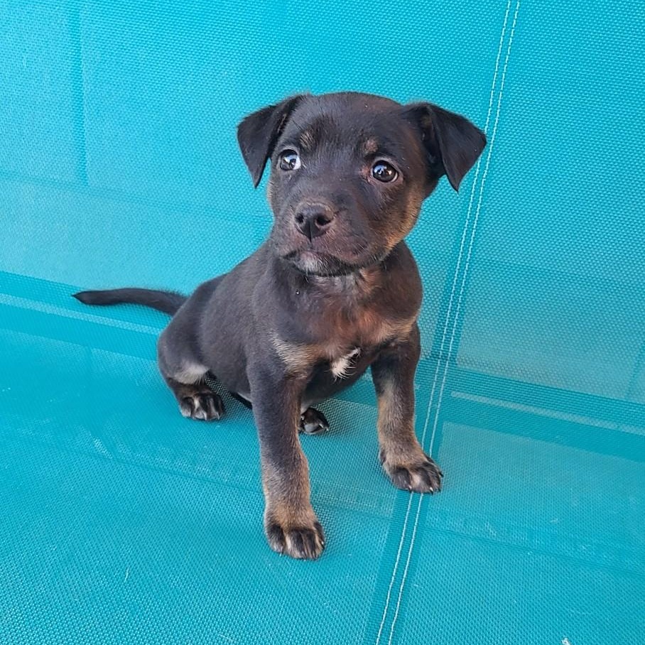 Lorazepam, Adoptable, Puppy Female Mixed Breed.