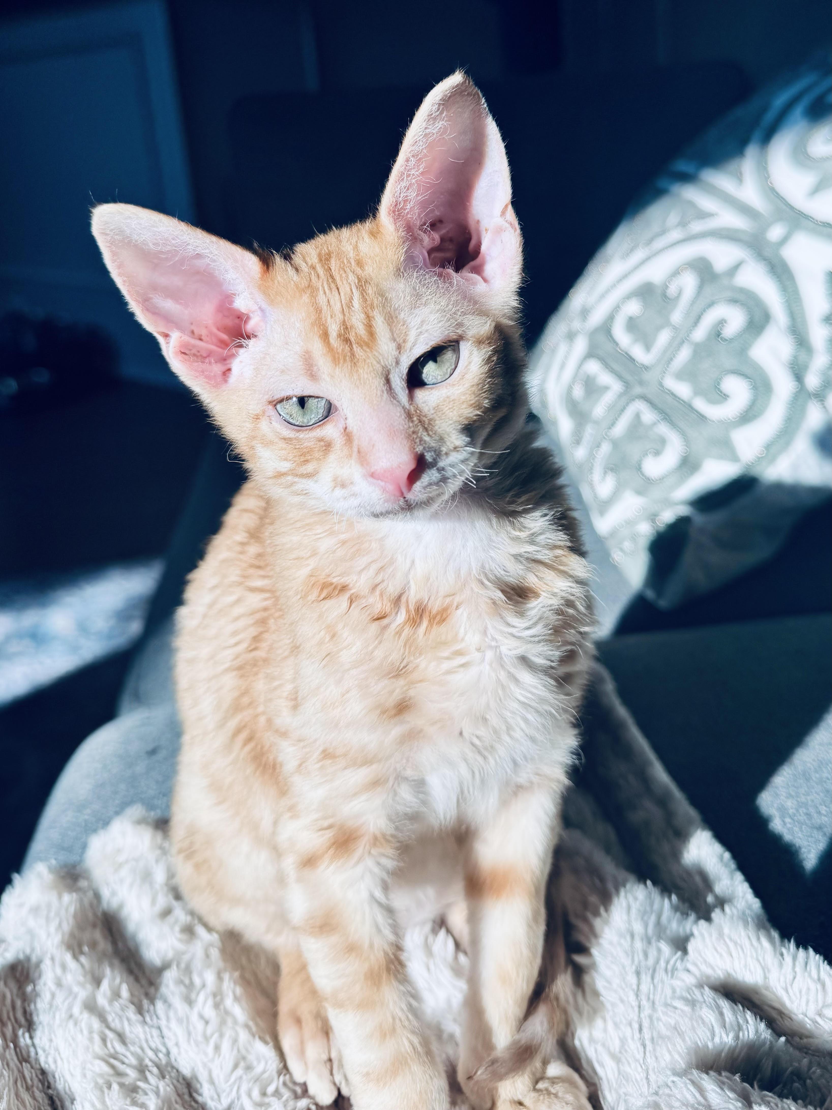 Enlarge Sunny and Tango, a Adoptable mixed breed in Denver, CO image 6/6