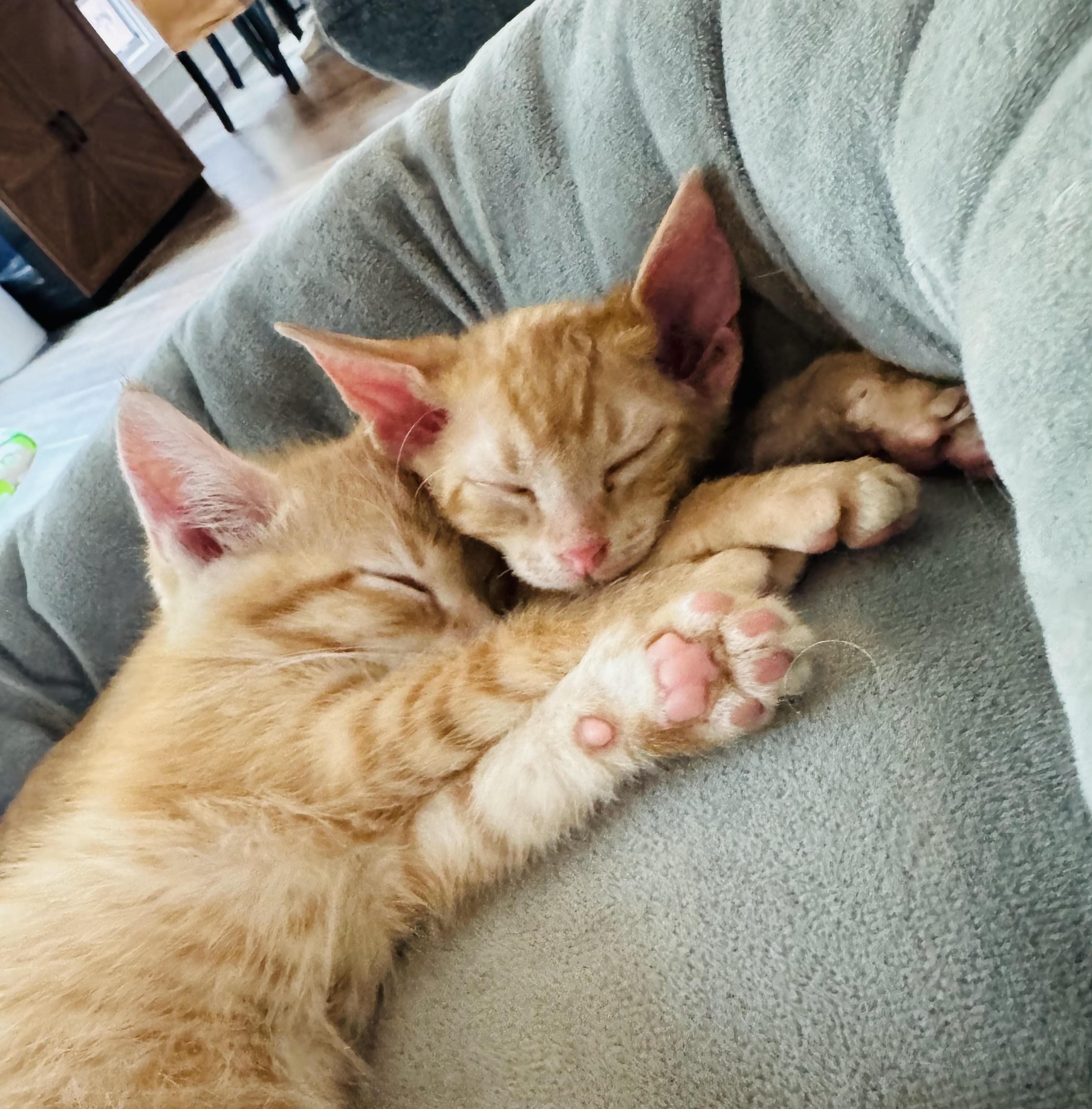 Sunny and Tango, Adoptable, Kitten Male Domestic Short Hair & Lykoi.