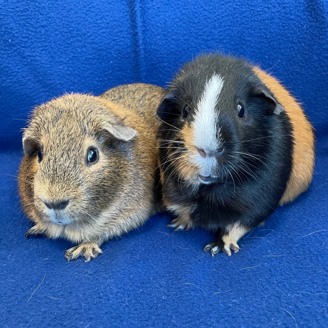 Liam & Anson **Adoption Pending!**, Adult Male unknown