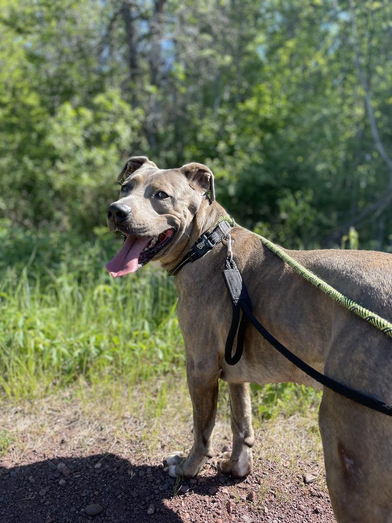 Enlarge Ole Blue, a Adoptable mixed breed in Ashland, WI image 1/6
